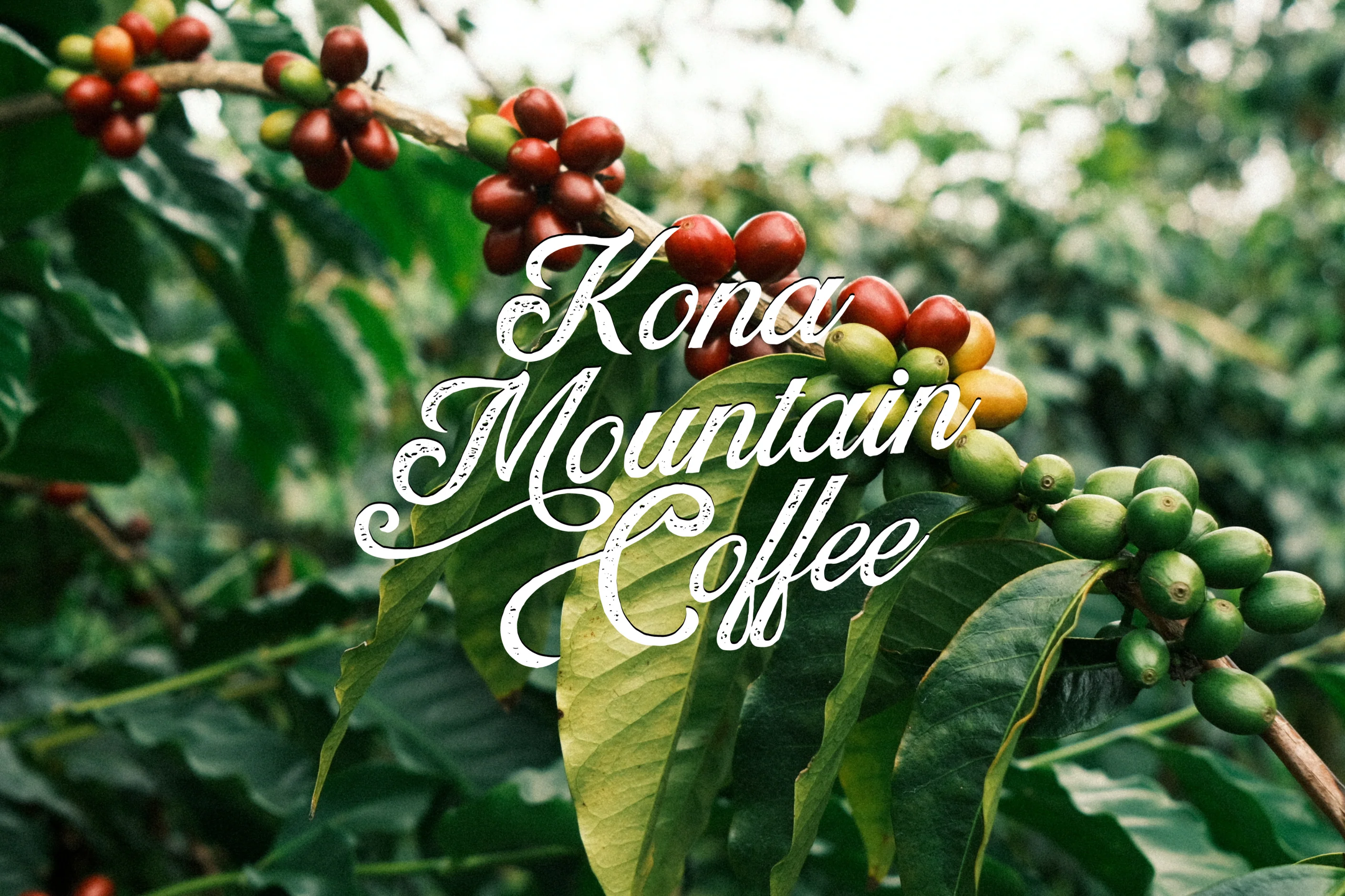 Farm-to-Cup Hawaiian Perfection